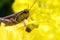 Grasshopper on a yelllow flower