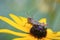 Grasshopper on yellow rudbeckia flower