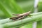 GrasshopperInsects - INSECTA