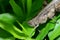 grasshoppers on the close up on a green leaf