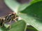 Grasshoppers are a group of insects belonging