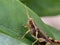 Grasshoppers are a group of insects belonging