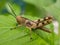 Grasshoppers are a group of insects belonging to the suborder Caelifera. Macro photography