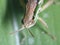 Grasshoppers are a group of insects front facing