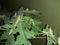 Grasshoppers in group on papaya leaves