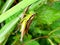 Grasshoppers are herbivores of the suborder Caelifera in the order Orthoptera.  This insect has antennae