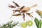 Grasshoppers or locust on the white table. The concept of protein food sources from insects. It is a good source of protein and