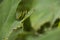 Grasshoppers mating on Colocasia leaf