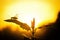 grasshoppers perch on the leaves of plants in the morning