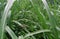 grasshoppers perched on elephant grass