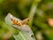 Grasshoppers perched on the leaves