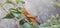 grasshoppers perched on the leaves