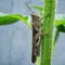 grasshoppers perched on the tree