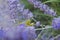 Grasshoppers ridding on each other in the flowers