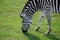 Grassing close-up Zebra in the wild Africas green nature.