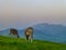 Grassing cows on a meadow in front of Saentis, a famous Swiss peak, at sunset