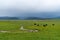 Grassland with abundant water and grass in summer and overcast with clouds.