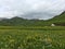 Grassland Blooming Landscape in Xinjiang, China