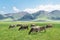 Grassland and bulls under the blue sky