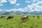 Grassland and bulls under the blue sky