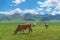 Grassland and bulls under the blue sky