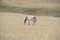 Grassland cattle Wild horse Mongolia china