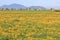 Grassland Covered With Dandelions