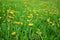 Grassland with dandelions