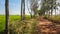 Grassland and a dirt road