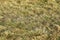 Grassland. Dried grass savanna background texture