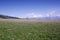 Grassland flowers