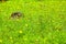 Grassland flowers and stump