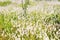 Grassland with full of grass flowers