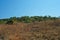 GRASSLAND WITH GREEN BUSHES AND TREES IN BACKGROUND