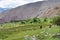 Grassland at Hemis Shukpachan Village in Sham Valley, Ladakh, Jammu and Kashmir, India