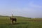Grassland, hills, yurts, horse