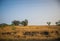 Grassland in India covered in yellow grass