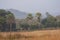 Grassland and Landscape with Trees at Khivni Wildlife Life Sanctuary Dewas Madhya Pradesh