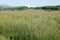 Grassland near Mount Baker