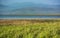 Grassland near river