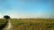 grassland pasture barren lonely