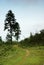 Grassland with path and trees