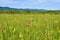 Grassland with pink pyramidal orchid (Anacamptis pyramidalis) flowers