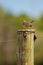 Grassland Pipit on wooden pole