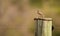 Grassland Pipit on wooden pole