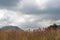 GRASSLAND AND POMPOM FLOWERS AGAINST A HILL UNDER A CLOUDY SKY