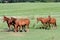 Grassland with purebred grazing horses in summer pasture