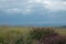 GRASSLAND WITH PURPLE FLOWERS ON SHRUB UNDER CLOUDY SKY