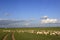 Grassland, sheep