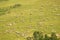 Grassland and sheep full of sunshine